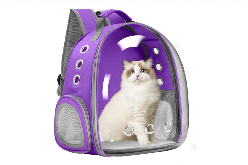 gatto bianco nello zaino viola