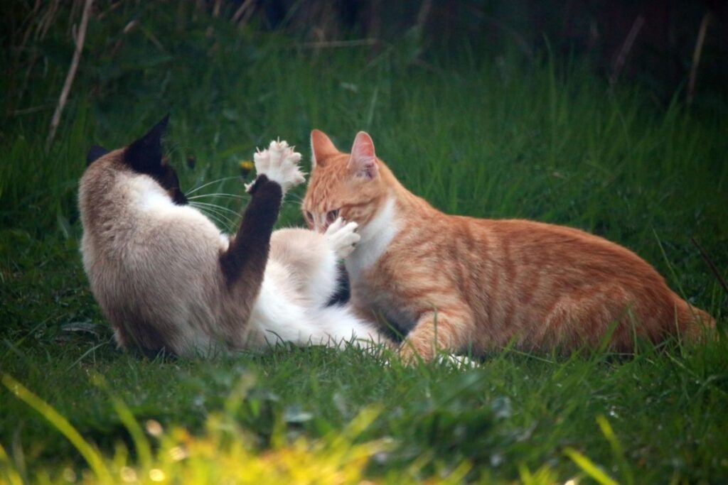 gatti lotta amici
