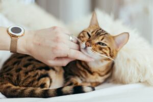 3 passaggi per mettere il collare al gatto correttamente