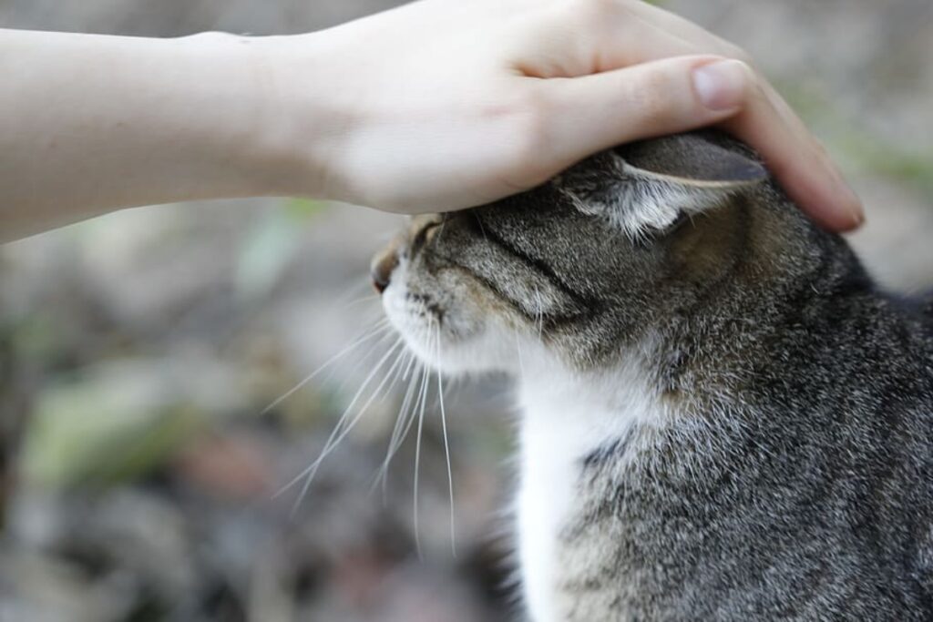 felino carezze tenero