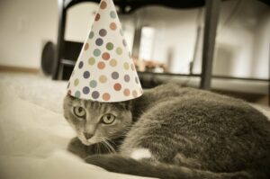 3 suggerimenti per organizzare la festa di compleanno per il tuo gatto