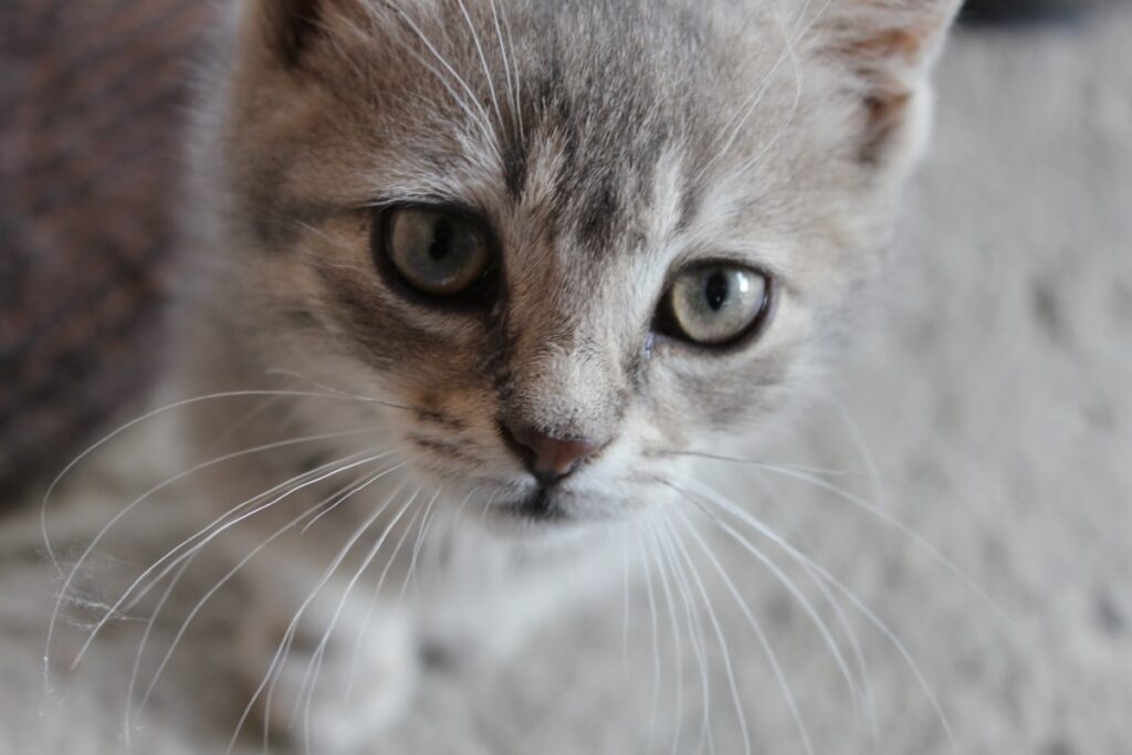 gatto grigio chiaro