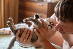 4 acquisti da fare per il tuo nuovo gatto