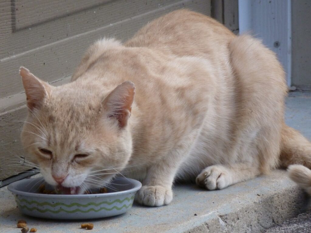 felino ciotola cibo