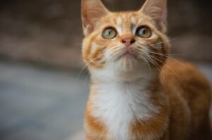 4 benefici di avere un gatto confermati dalla scienza