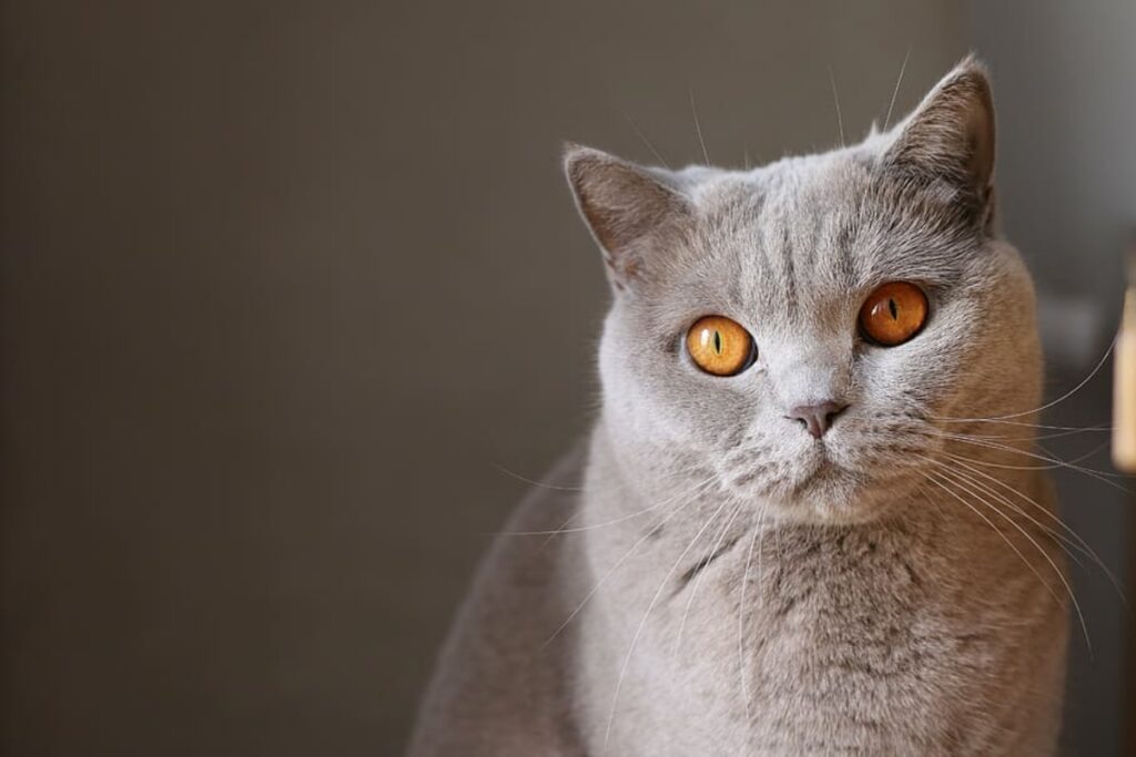 gatto british shorthair