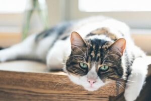 4 consigli per aiutare un gatto a dimagrire
