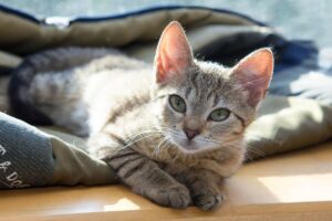 4 consigli per evitare che il gatto graffi i tessuti