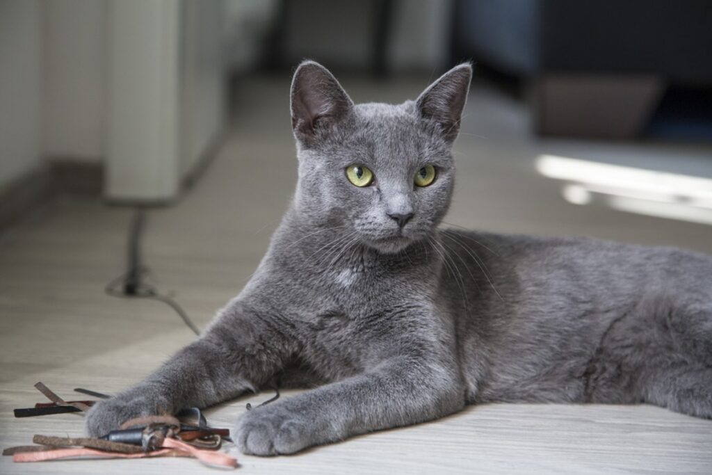 felino grigio stupendo