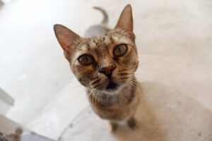 4 consigli per ridurre l’attività notturna del gatto