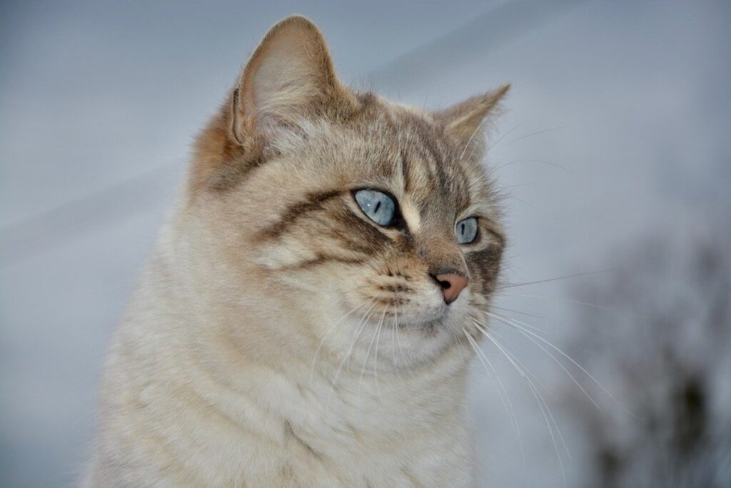 gatto occhi azzurri