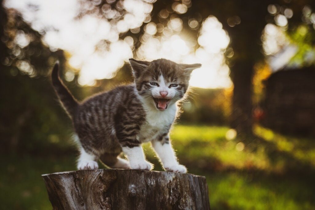 gattino sorride albero