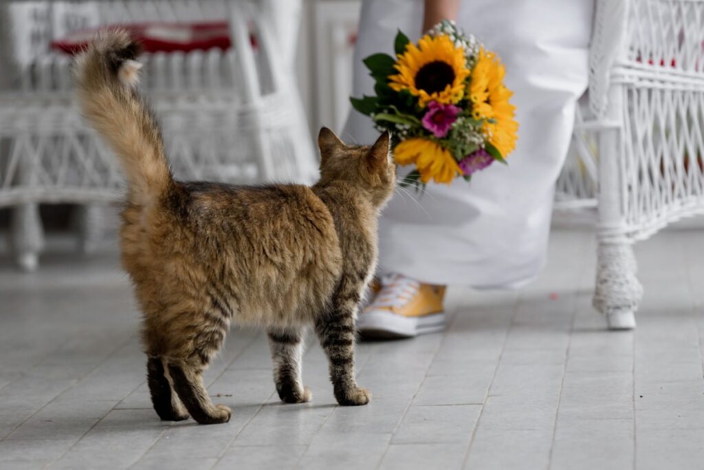 gatto fiori annusa