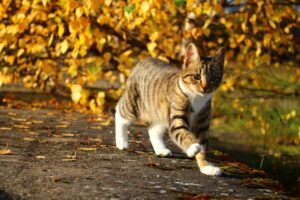 4 cose a cui fare attenzione per il tuo gatto in autunno