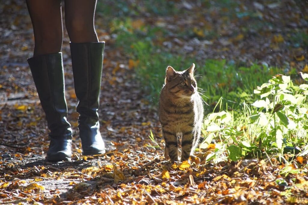 felino nella natura