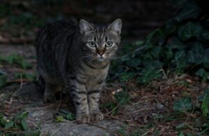 4 cose capaci di mandare in confusione il gatto