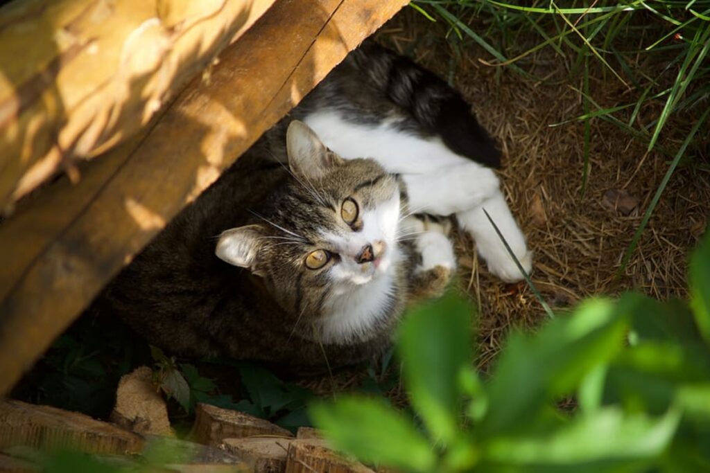 felino nel giardino