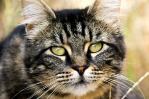 4 cose che il gatto è in grado di prevedere