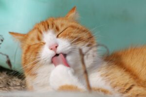 4 cose che il tuo gatto ama più di tutte