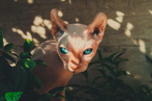 4 fatti sui gatti Sphynx a dir poco sorprendenti