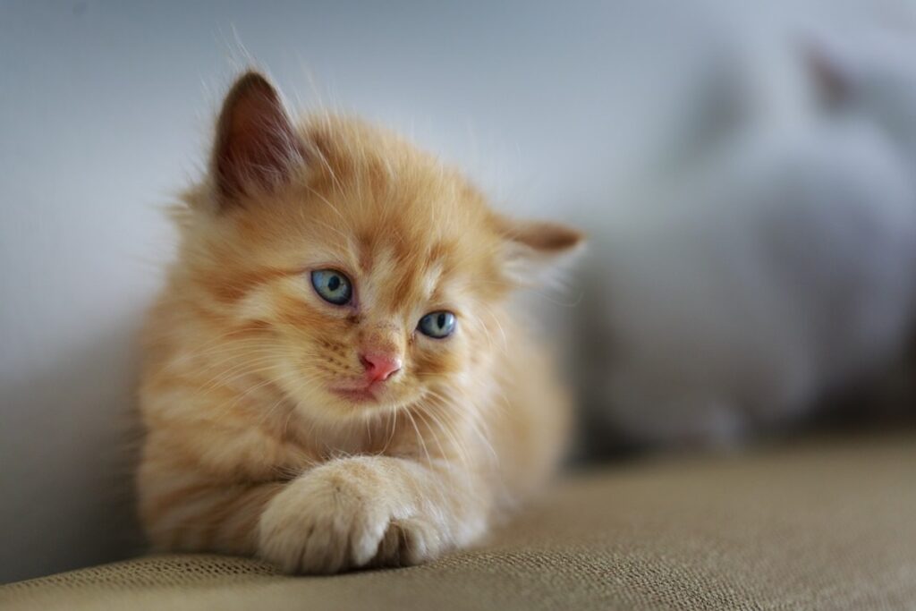 felino tenero sguardo