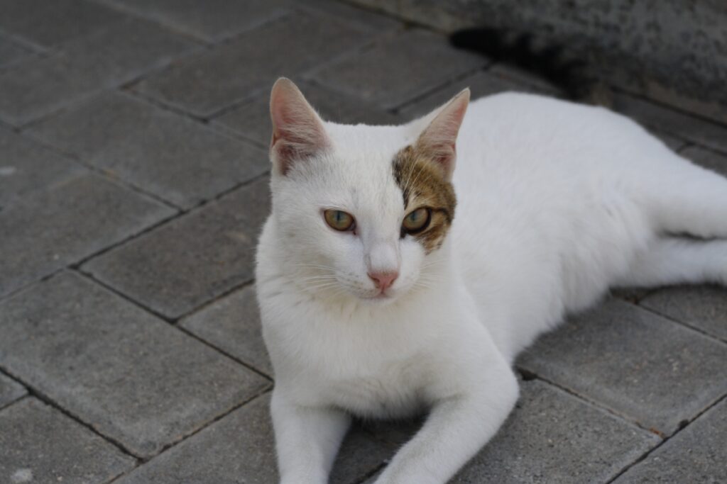 gatto bianco macchia