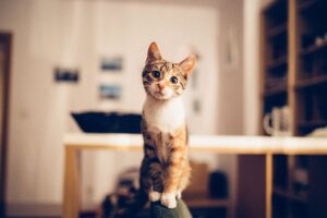 4 modi per non lasciare la lettiera del gatto in vista