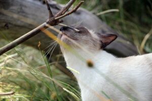 4 odori capaci di attirare qualsiasi gatto