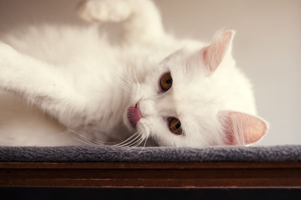 gatto bianco dolcezza
