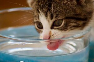 4 motivi per cui il gatto beve più del solito