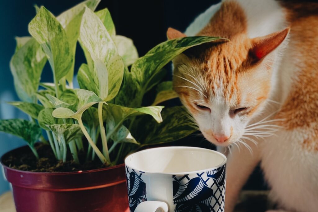 felino tazza porcellana