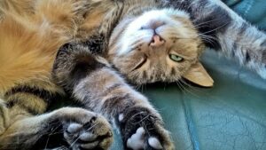 4 motivi per cui il gatto dorme a pancia in su