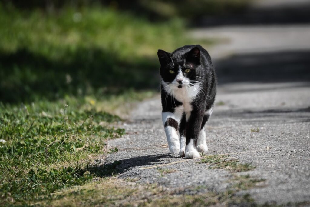 micio bianco nero