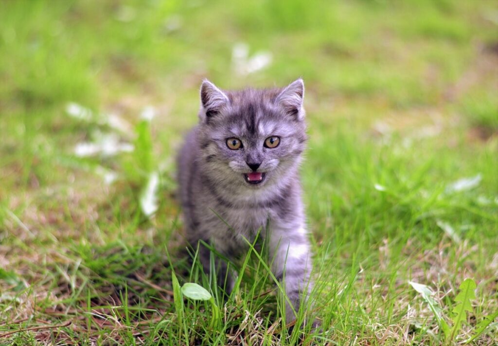 felino corre miagolando