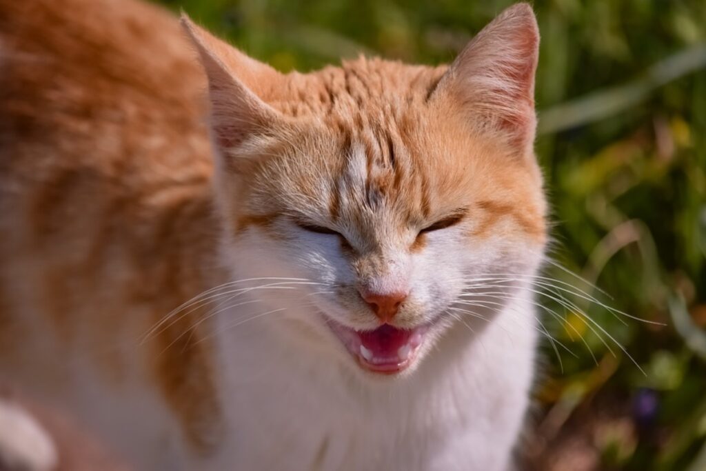 felino bocca aperta