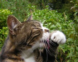 4 ragioni per cui il gatto beve l’acqua con la zampa