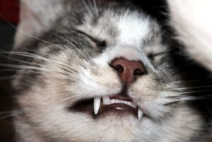 4 ragioni per cui il gatto digrigna i denti