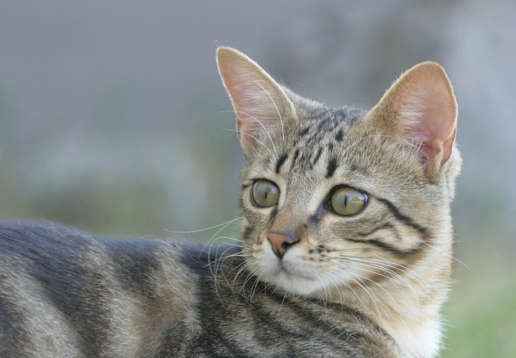 gatto sguardo perplesso