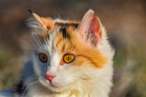 4 ragioni per cui il gatto prova a scappare