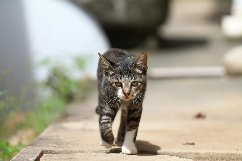 micio cammina strada