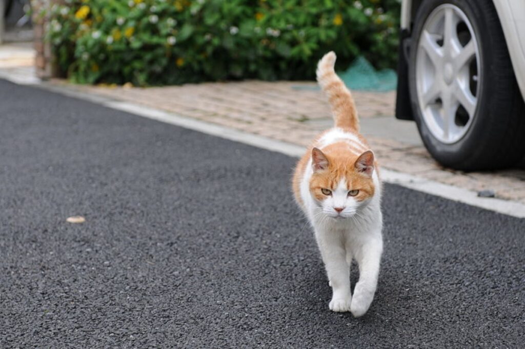 gatto vicino auto