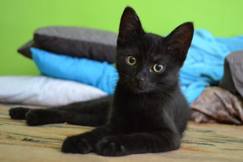gatto nero tenero