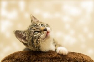 5 cose che i gatti riescono ad insegnarci