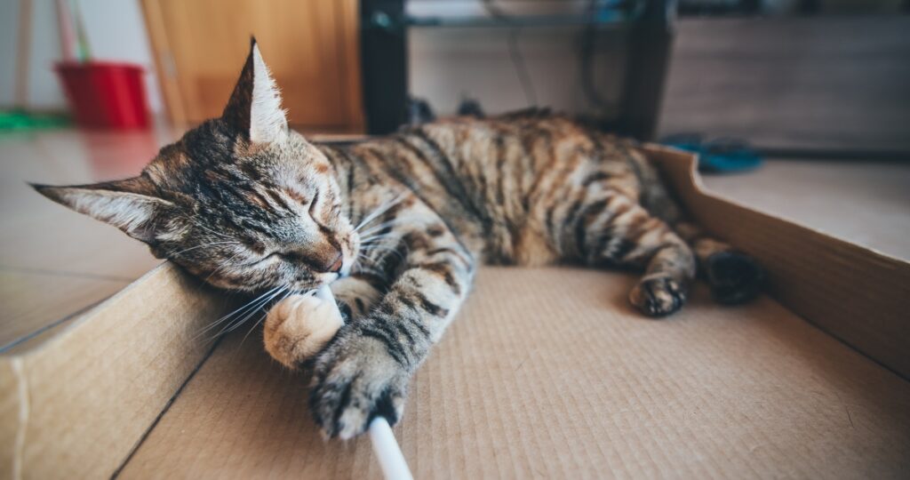 gatto soriano dorme