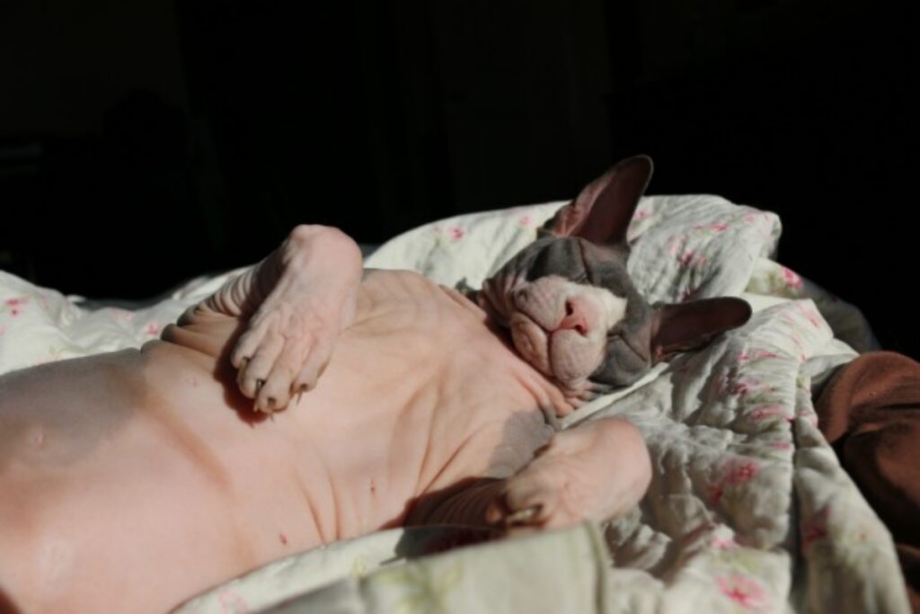 gatto sphynx sonno