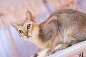 5 razze di gatti più intelligenti che forse non conoscevi