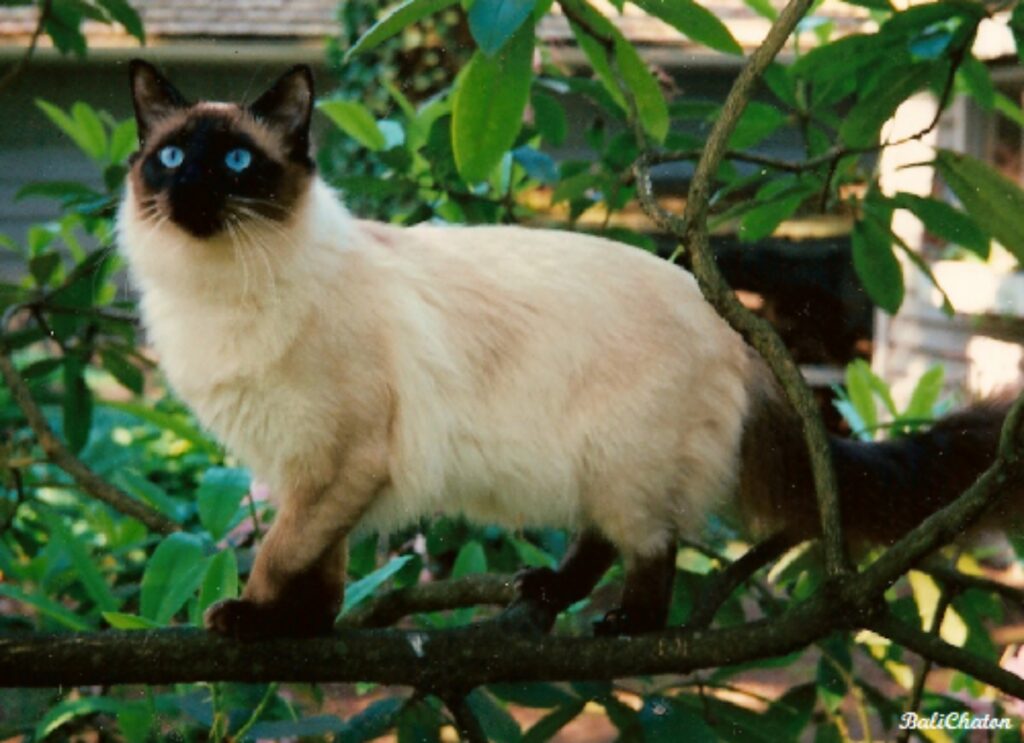 gatto balinese pianta