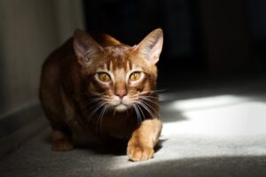 5 razze feline di colore rosso che amerai all’istante