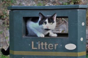 5 vantaggi che puoi trarre con una lettiera autopulente per il gatto