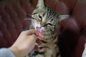 6 foto che dimostrano che anche i gatti sanno amare